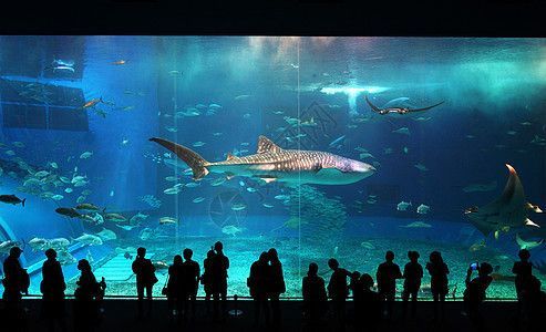 水族館店鋪照片真實高清（上海海洋水族館）