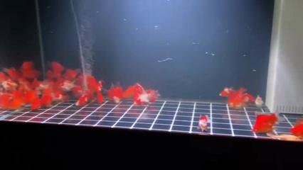 財神魚不能亂養，養魚愛好者的必讀指南，財神魚飼養禁忌，養魚愛好者必知的注意事項