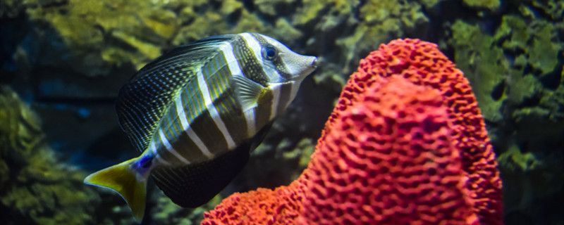 燒開的水放涼后可以養魚嗎涼白開養魚有什么缺點