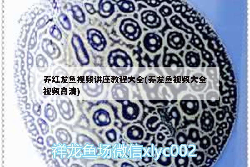 養紅龍魚視頻講座教程大全(養龍魚視頻大全視頻高清)
