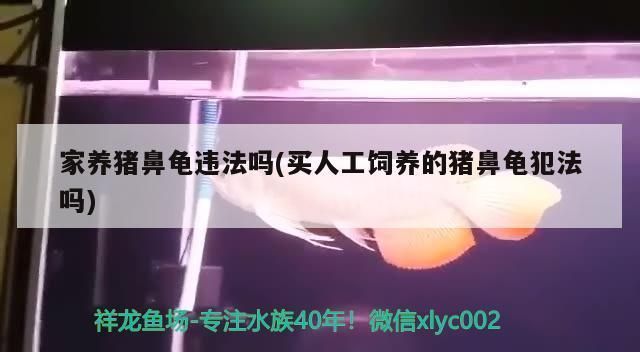 人工繁殖的豬鼻龜買賣合法嗎：家養豬鼻龜是否屬于違法行為 人工繁殖的豬鼻龜買賣合法嗎：家養豬鼻龜是否屬于違法行為 豬鼻龜百科 第7張