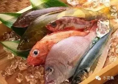 重金屬龍魚和普通金龍魚混養好嗎：重金屬龍魚與普通金龍魚混養，探索奇妙水族世界