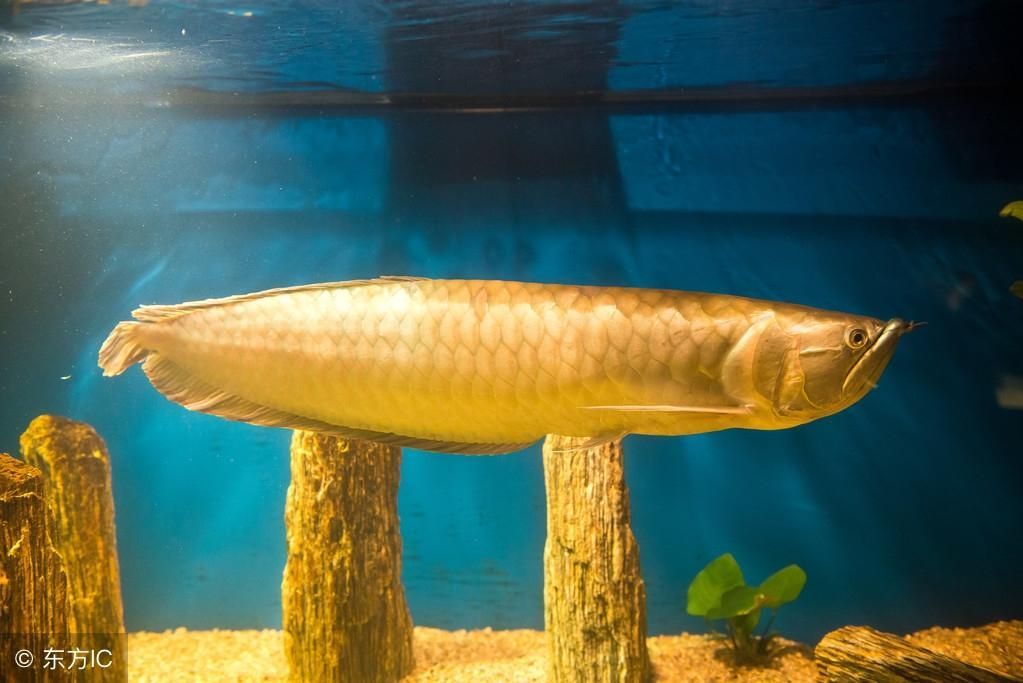 金龍魚適宜放養(yǎng)密度：金魚在養(yǎng)殖過程中適宜放養(yǎng)密度 金龍魚適宜放養(yǎng)密度：金魚在養(yǎng)殖過程中適宜放養(yǎng)密度 金龍魚百科 第5張