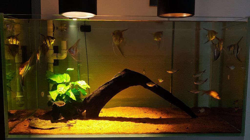 30寬的魚缸可以養埃及嗎：埃及神仙魚的飼養方法 30寬的魚缸可以養埃及嗎：埃及神仙魚的飼養方法 魚缸百科 第1張