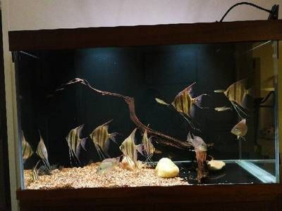30寬的魚缸可以養埃及嗎：埃及神仙魚的飼養方法 30寬的魚缸可以養埃及嗎：埃及神仙魚的飼養方法 魚缸百科 第3張