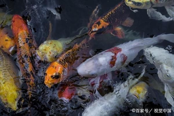 日本行——丸筑魚苑