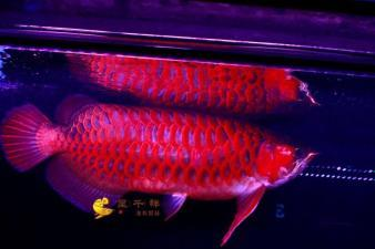 印尼大湖紅龍品質(zhì)怎么樣