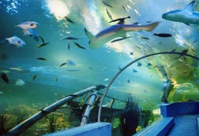 水族館要預(yù)約嗎：上海海洋水族館是否需要預(yù)約