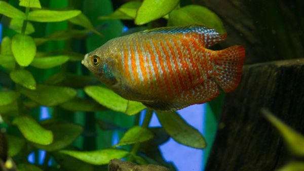 金龍魚幼魚光照管理技巧：金龍魚光照對體色影響，金龍魚夜間照明注意事項，金龍魚光照強度調節方法