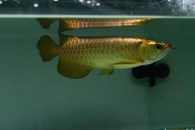 金龍魚幼魚光照管理技巧：金龍魚光照對體色影響，金龍魚夜間照明注意事項，金龍魚光照強度調節方法