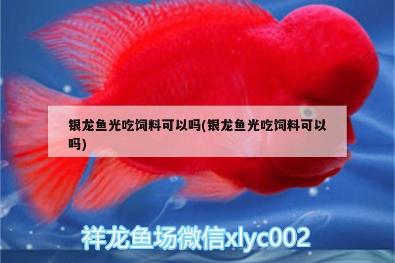 銀龍魚光吃飼料可以嗎(銀龍魚光吃飼料可以嗎)