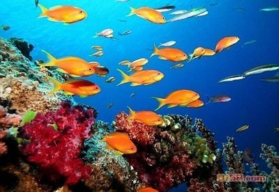 水族館加盟店有哪些品牌名稱：水族館加盟成功率如何水族館加盟成功率如何