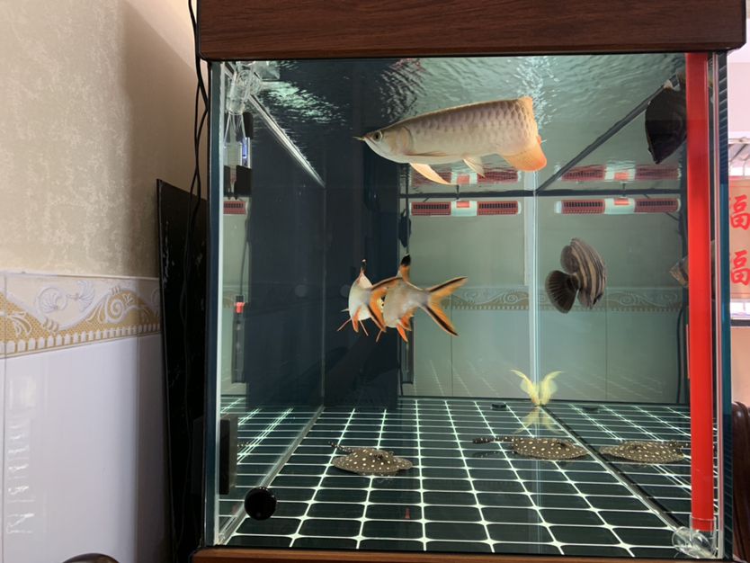打卡飼養差不多6個月了