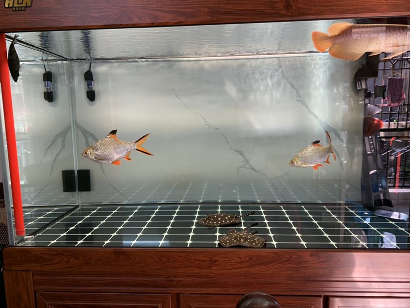打卡飼養差不多6個月了