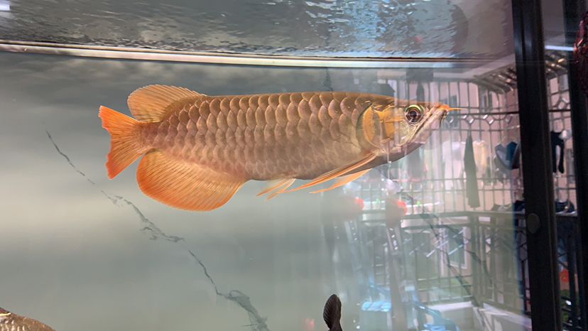 打卡飼養差不多6個月了
