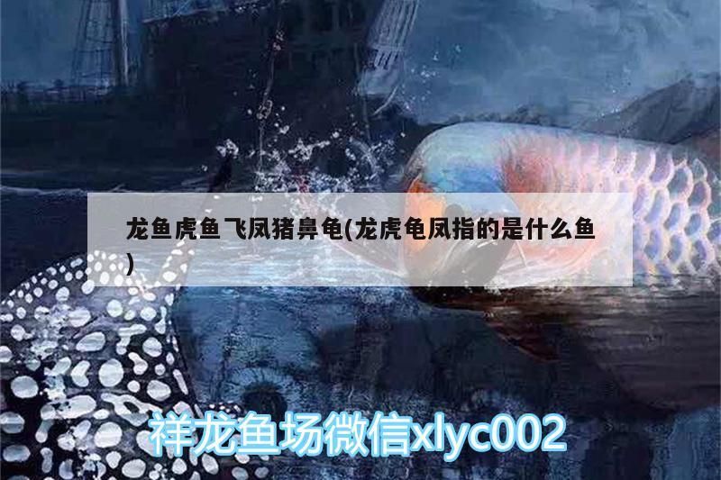 龍魚虎魚飛鳳豬鼻龜(龍虎龜鳳指的是什么魚) 豬鼻龜百科 第3張 龍魚虎魚飛鳳豬鼻龜(龍虎龜鳳指的是什么魚) 龍魚虎魚飛鳳豬鼻龜(龍虎龜鳳指的是什么魚) 豬鼻龜百科 第3張