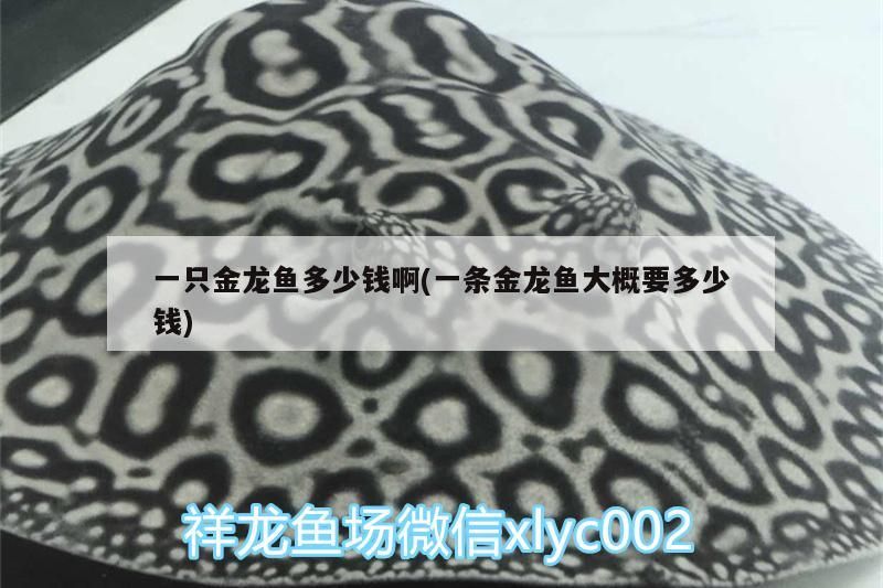 一只金龍魚多少錢啊(一條金龍魚大概要多少錢) 一只金龍魚多少錢啊(一條金龍魚大概要多少錢) 魚缸百科 第3張