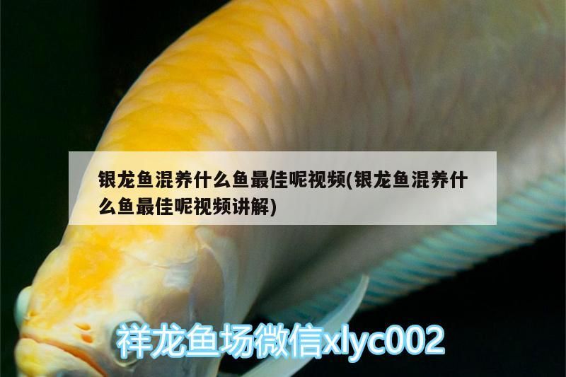 銀龍魚混養什么魚最佳呢視頻(銀龍魚混養什么魚最佳呢視頻講解)