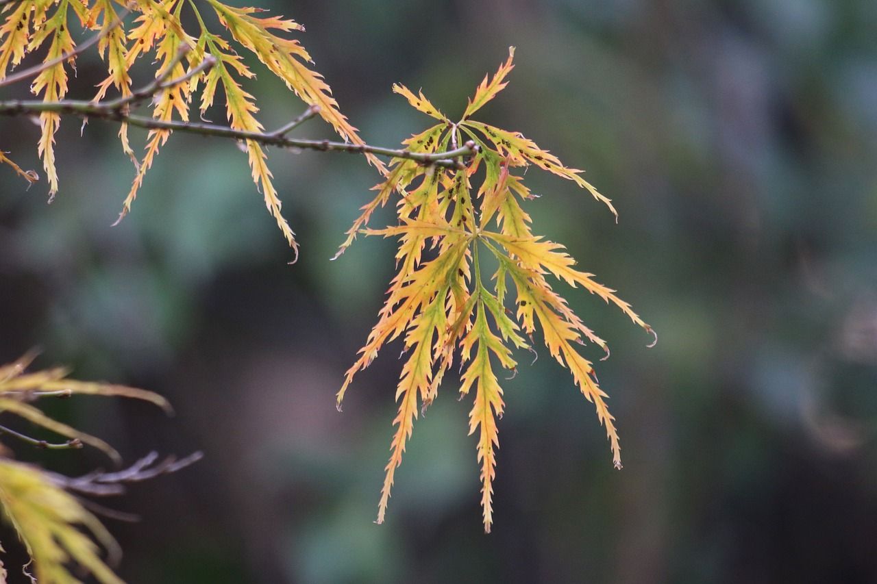 魚缸養(yǎng)青苔需要種子嗎（魚缸青苔引種）