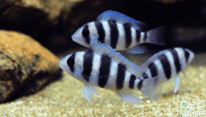 虎魚換水溫度控制技巧，虎魚換水水溫控制技巧