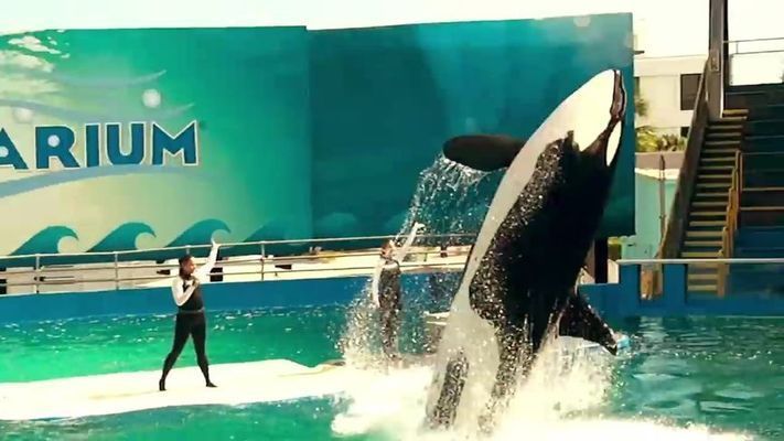 水族館有表演嗎現在:水族館美人魚表演 水族館百科(水族館加盟) 第3張 水族館有表演嗎現在:水族館美人魚表演 水族館有表演嗎現在:水族館美人魚表演 水族館百科(水族館加盟) 第3張
