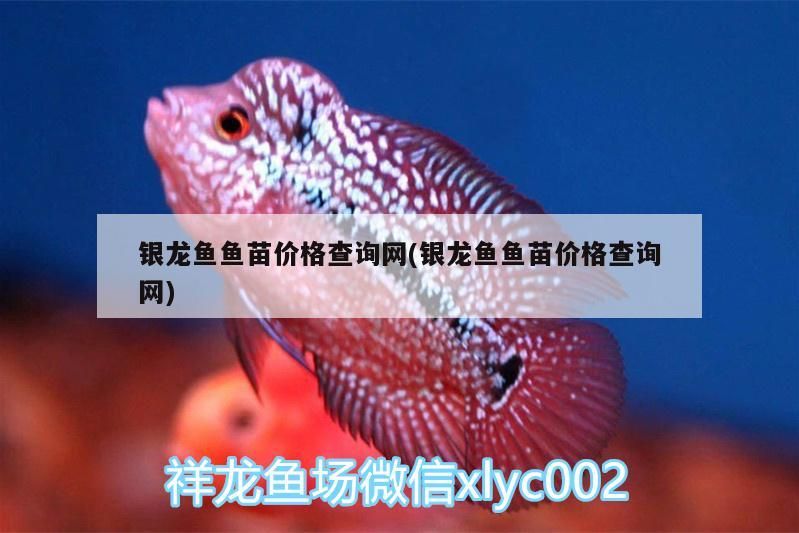 銀龍魚魚苗價格查詢網(銀龍魚魚苗價格查詢網) 銀龍魚魚苗價格查詢網(銀龍魚魚苗價格查詢網) 銀龍魚百科 第2張