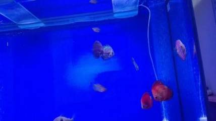 中山龍魚養殖場在哪里啊最近的：探尋中山龍魚養殖場，地址與養殖奧秘全解析 中山龍魚養殖場在哪里啊最近的：探尋中山龍魚養殖場，地址與養殖奧秘全解析 龍魚百科 第2張
