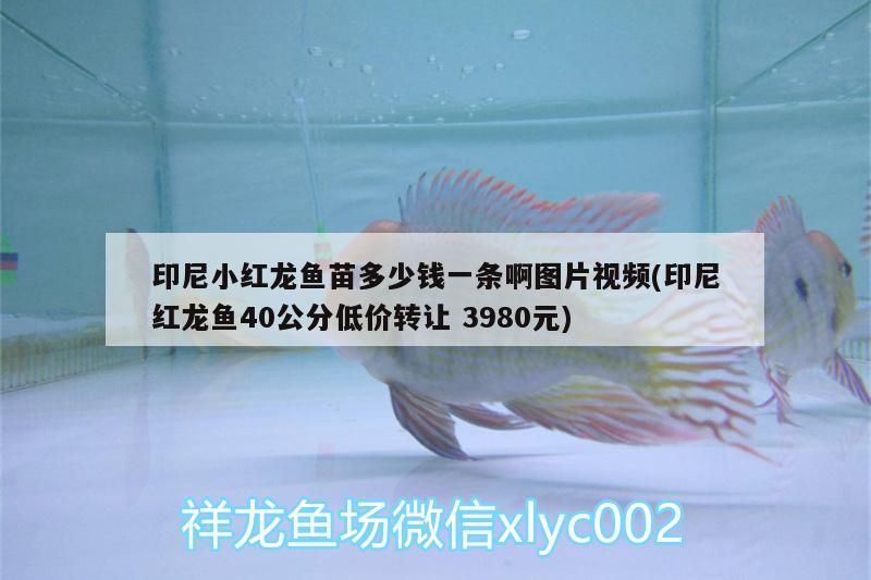 印尼小紅龍魚苗多少錢一條啊圖片視頻(印尼紅龍魚40公分低價轉讓3980元)