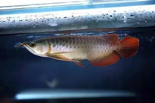 水族館是賣什么的啊：水族館是一個展示和教育公眾有關水生生物多樣性和生態系統重要性的場所