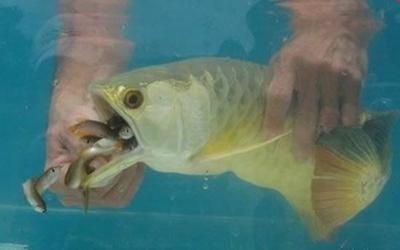 龍魚翻腮是怎么回事vs祥龍魚場：龍魚翻腮是一種常見的現象但具體原因尚不完全明確