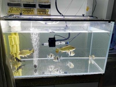 「紅龍魚最佳三搭配，混養(yǎng)伙伴、水質(zhì)管理與營(yíng)養(yǎng)均衡」紅龍魚混養(yǎng)指南，最佳伙伴選擇、水質(zhì)維護(hù)與營(yíng)養(yǎng)搭配