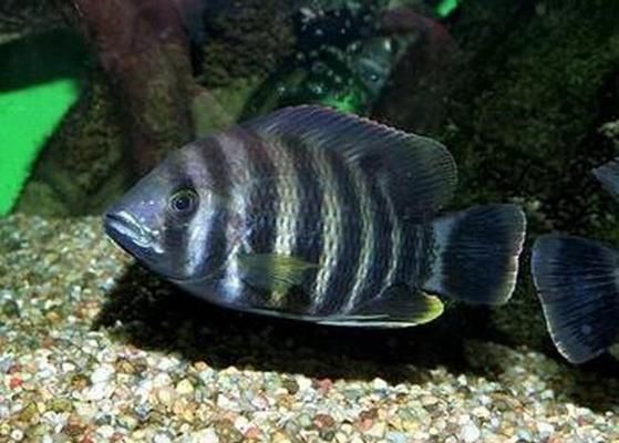 十間魚(yú)與元寶鳳凰魚(yú)的生態(tài)平衡作用：元寶鳳凰魚(yú)和十間魚(yú)在混養(yǎng)時(shí)能夠發(fā)揮各自的生態(tài)作用 十間魚(yú)與元寶鳳凰魚(yú)的生態(tài)平衡作用：元寶鳳凰魚(yú)和十間魚(yú)在混養(yǎng)時(shí)能夠發(fā)揮各自的生態(tài)作用 元寶鳳凰魚(yú)百科 第7張