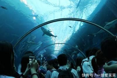 開一家水族館的成本:開設一家水族館的成本 水族館百科(水族館加盟) 第2張 開一家水族館的成本:開設一家水族館的成本 開一家水族館的成本:開設一家水族館的成本 水族館百科(水族館加盟) 第2張