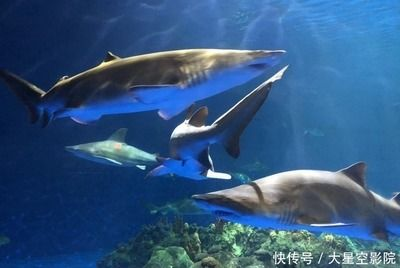 開一家水族館的成本:開設一家水族館的成本 水族館百科(水族館加盟) 第3張 開一家水族館的成本:開設一家水族館的成本 開一家水族館的成本:開設一家水族館的成本 水族館百科(水族館加盟) 第3張