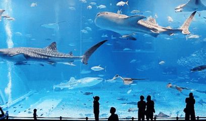 開一家水族館的成本:開設一家水族館的成本 水族館百科(水族館加盟) 第4張 開一家水族館的成本:開設一家水族館的成本 開一家水族館的成本:開設一家水族館的成本 水族館百科(水族館加盟) 第4張