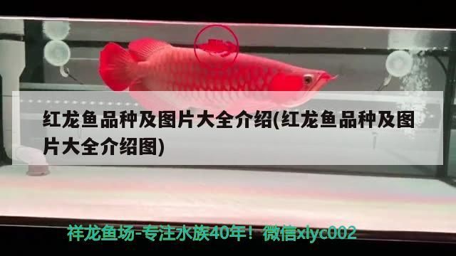 紅龍魚品種及圖片大全介紹(紅龍魚品種及圖片大全介紹圖)