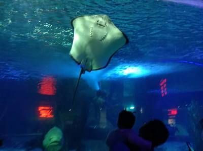 開一家水族館的成本:開設一家水族館的成本 水族館百科(水族館加盟) 第5張 開一家水族館的成本:開設一家水族館的成本 開一家水族館的成本:開設一家水族館的成本 水族館百科(水族館加盟) 第5張