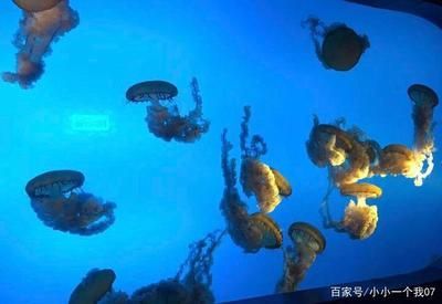開一家水族館的成本:開設一家水族館的成本 水族館百科(水族館加盟) 第6張 開一家水族館的成本:開設一家水族館的成本 開一家水族館的成本:開設一家水族館的成本 水族館百科(水族館加盟) 第6張