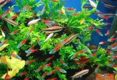 觀賞魚熱門排行榜（七彩神仙魚是什么？） 觀賞魚熱門排行榜（七彩神仙魚是什么？） 錦鯉魚百科 第4張