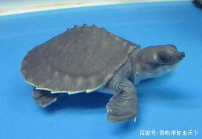 豬鼻龜瀕危原因：豬鼻龜為什么禁賣了