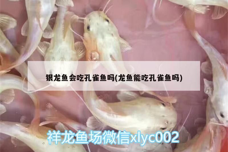 銀龍魚會吃孔雀魚嗎(龍魚能吃孔雀魚嗎)