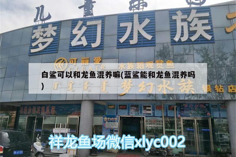 白鯊可以和龍魚混養嘛(藍鯊能和龍魚混養嗎)