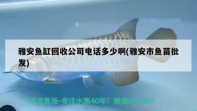 <strong><mark>雅安</mark></strong>魚缸回收公司電話多少啊(<strong><mark>雅安</mark></strong>市魚苗批發(fā))