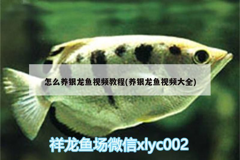 怎么養銀龍魚視頻教程(養銀龍魚視頻大全) 銀龍魚百科 第3張 怎么養銀龍魚視頻教程(養銀龍魚視頻大全) 怎么養銀龍魚視頻教程(養銀龍魚視頻大全) 銀龍魚百科 第3張