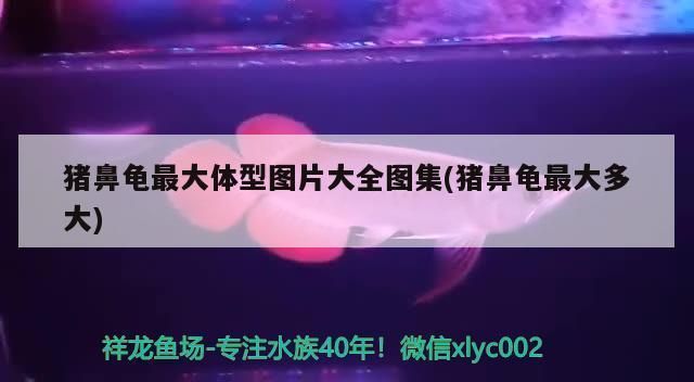 豬鼻龜最大能長多大圖片：豬鼻龜最大能養到多大