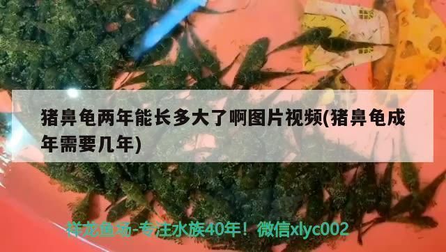 豬鼻龜最大能長多大圖片：豬鼻龜最大能養到多大