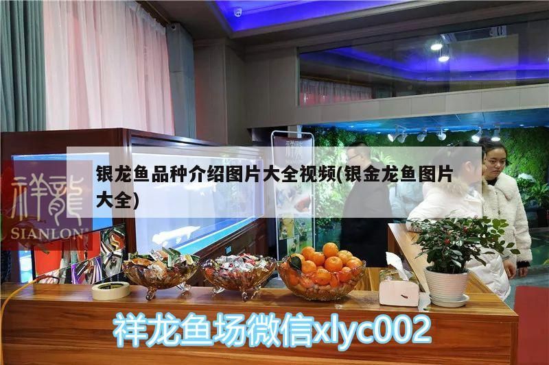 銀龍魚品種介紹圖片大全視頻(銀金龍魚圖片大全) 銀龍魚品種介紹圖片大全視頻(銀金龍魚圖片大全) 銀龍魚百科 第3張