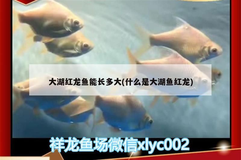 詳細(xì)閱讀:大湖紅龍魚能長(zhǎng)多大(什么是大湖魚紅龍) 大湖紅龍魚能長(zhǎng)多大(什么是大湖魚紅龍)