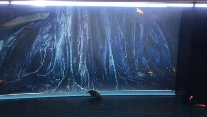 虎魚喂活食戒多久:如何改變虎魚只吃活食的習慣 虎魚百科 第3張 虎魚喂活食戒多久:如何改變虎魚只吃活食的習慣 虎魚喂活食戒多久:如何改變虎魚只吃活食的習慣 虎魚百科 第3張