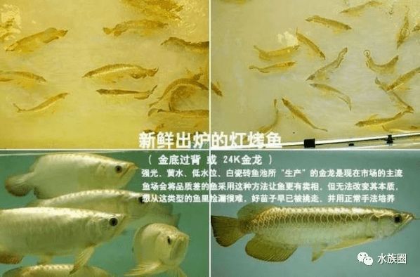 龍魚的鱗片vs祥龍魚場：祥龍魚場的養(yǎng)殖技術